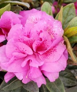 Garden Goods Direct Encore® Autumn Majesty® Azalea Shrubs