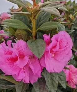 Garden Goods Direct Encore® Autumn Majesty® Azalea Shrubs 7 Garden Goods Direct Encore® Autumn Majesty® Azalea Shrubs