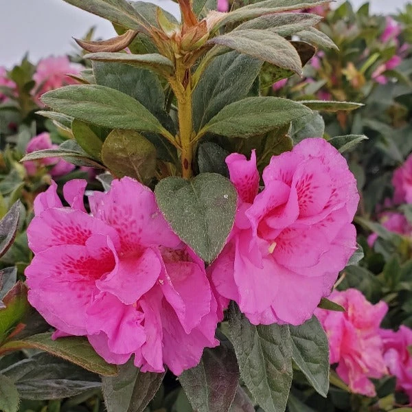 Garden Goods Direct Encore® Autumn Majesty® Azalea Shrubs 4 Garden Goods Direct Encore® Autumn Majesty® Azalea Shrubs