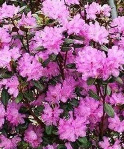 Garden Goods Direct PJM Rhododendron 9 Garden Goods Direct PJM Rhododendron