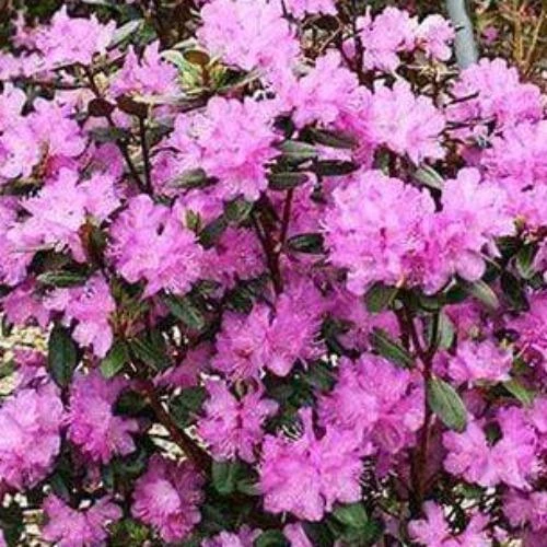 Garden Goods Direct PJM Rhododendron 5 Garden Goods Direct PJM Rhododendron