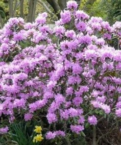 Garden Goods Direct PJM Rhododendron 8 Garden Goods Direct PJM Rhododendron