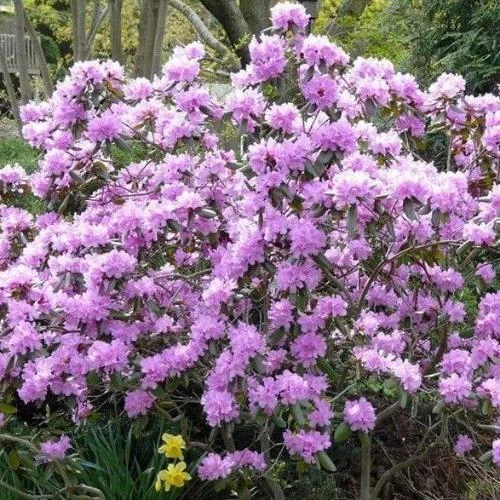 Garden Goods Direct PJM Rhododendron 4 Garden Goods Direct PJM Rhododendron