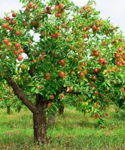 Garden Goods Direct Trees Pink Lady Apple Tree