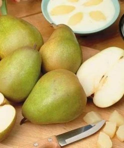 Garden Goods Direct Trees Bartlett Pear Tree 6 Garden Goods Direct Trees Bartlett Pear Tree