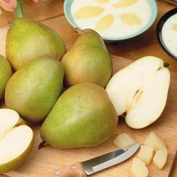 Garden Goods Direct Trees Bartlett Pear Tree 3 Garden Goods Direct Trees Bartlett Pear Tree