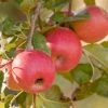 Garden Goods Direct Trees Pink Lady Apple Tree