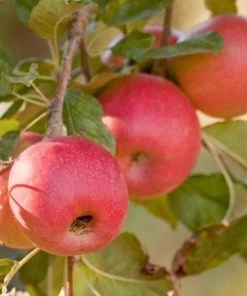 Garden Goods Direct Trees Pink Lady Apple Tree