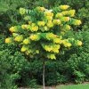 Garden Goods Direct Rising Sun Redbud