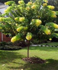 Garden Goods Direct Rising Sun Redbud 7 Garden Goods Direct Rising Sun Redbud