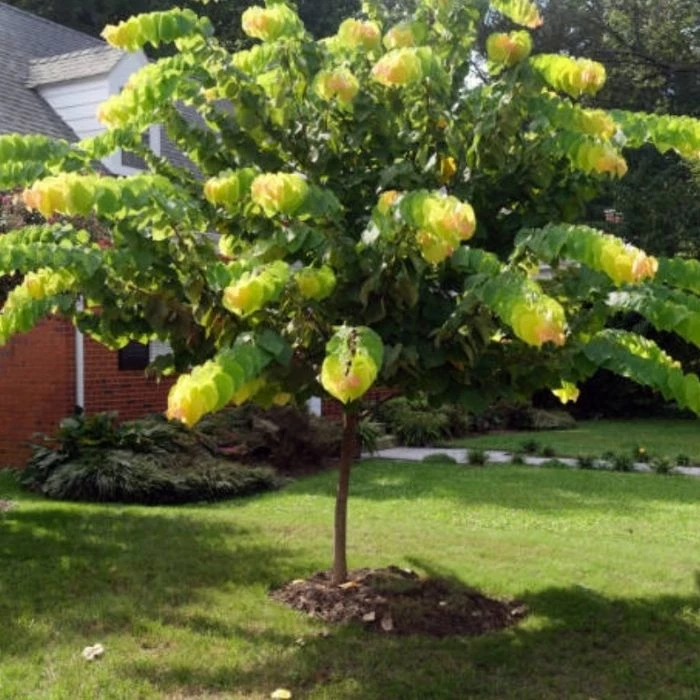 Garden Goods Direct Rising Sun Redbud 4 Garden Goods Direct Rising Sun Redbud