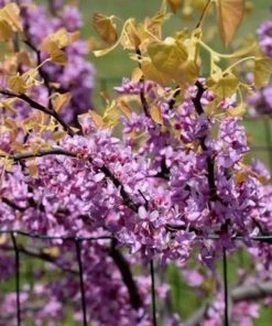 Garden Goods Direct Rising Sun Redbud