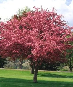 Garden Goods Direct Robinson Crabapple Tree Trees