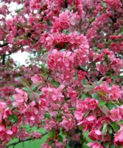 Garden Goods Direct Robinson Crabapple Tree Trees