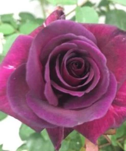 Garden Goods Direct Brindabella Purple Prince Rose Shrubs