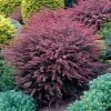 Garden Goods Direct Rose Glow Barberry