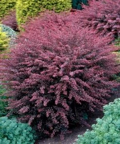 Garden Goods Direct Rose Glow Barberry