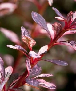 Garden Goods Direct Rose Glow Barberry 5 Garden Goods Direct Rose Glow Barberry