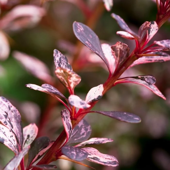 Garden Goods Direct Rose Glow Barberry 3 Garden Goods Direct Rose Glow Barberry