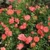 Garden Goods Direct Proven Winners® Color Choice® Oso Easy® Mango Salsa Rose Shrubs