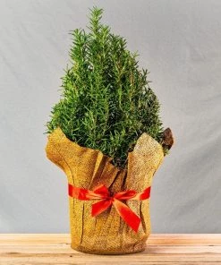 Garden Goods Direct Rosemary Tuscan Blue Perennials 8 Garden Goods Direct Rosemary Tuscan Blue Perennials