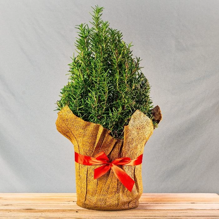 Garden Goods Direct Rosemary Tuscan Blue Perennials 4 Garden Goods Direct Rosemary Tuscan Blue Perennials