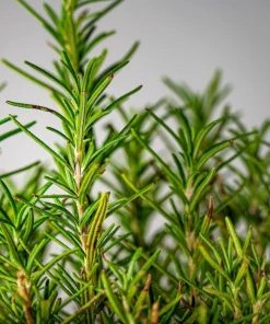 Garden Goods Direct Rosemary Tuscan Blue Perennials