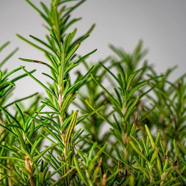 Garden Goods Direct Rosemary Tuscan Blue Perennials 2 Garden Goods Direct Rosemary Tuscan Blue Perennials