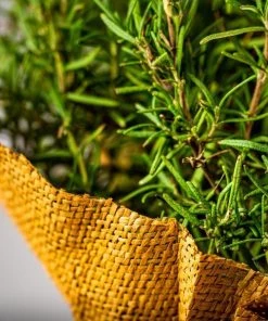 Garden Goods Direct Rosemary Tuscan Blue Perennials 9 Garden Goods Direct Rosemary Tuscan Blue Perennials