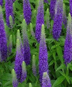 Garden Goods Direct Veronica Royal Candles Perennials