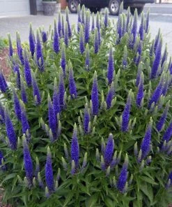 Garden Goods Direct Veronica Royal Candles Perennials
