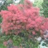 Garden Goods Direct Royal Purple Smoke Tree Trees
