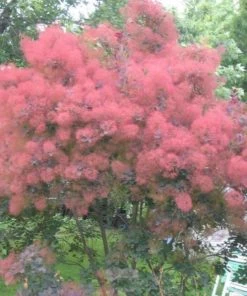 Garden Goods Direct Royal Purple Smoke Tree Trees