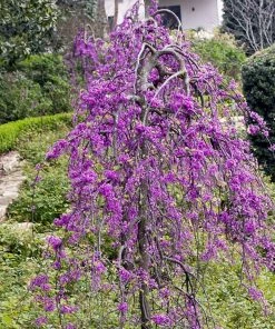 Garden Goods Direct Ruby Falls Redbud