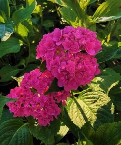 Garden Goods Direct Shrubs Magical Ruby Red Hydrangea