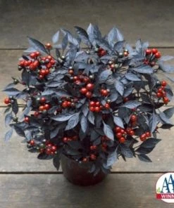 Garden Goods Direct Onyx Red Ornamental Pepper Annuals