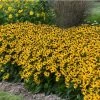 Garden Goods Direct Perennials Rudbeckia Little GoldStar