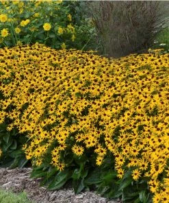 Garden Goods Direct Perennials Rudbeckia Little GoldStar