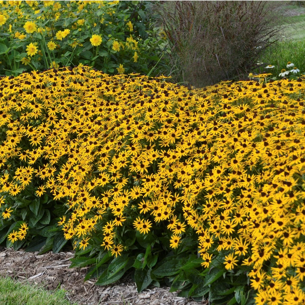 Garden Goods Direct Perennials Rudbeckia Little GoldStar 1 Garden Goods Direct Perennials Rudbeckia Little GoldStar
