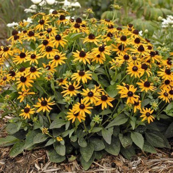Garden Goods Direct Perennials Rudbeckia Little GoldStar 3 Garden Goods Direct Perennials Rudbeckia Little GoldStar
