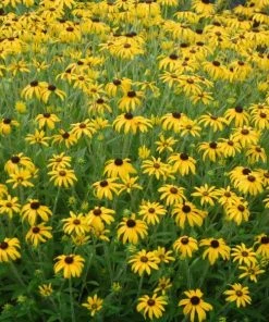 Garden Goods Direct Perennials Rudbeckia American Gold Rush
