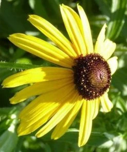 Garden Goods Direct Rudbeckia Viette's Little Suzy Perennials
