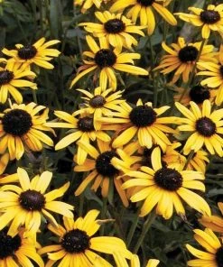Garden Goods Direct Rudbeckia Viette's Little Suzy Perennials