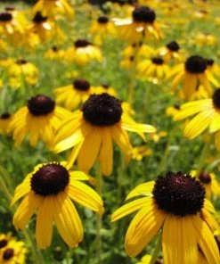 Garden Goods Direct Rudbeckia Viette's Little Suzy Perennials