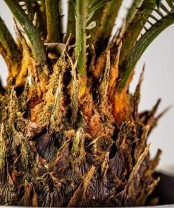 Garden Goods Direct Sago Palm House Plants