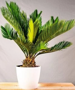 Garden Goods Direct Sago Palm House Plants
