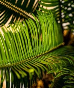 Garden Goods Direct Sago Palm House Plants