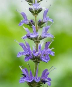 Garden Goods Direct Salvia Blue Hill