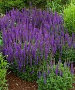 Garden Goods Direct Salvia East Friesland