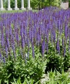 Garden Goods Direct Salvia East Friesland